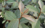 Silverthorn Elaeagnus