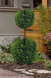 Arborvitae - Thuja - Topiary
