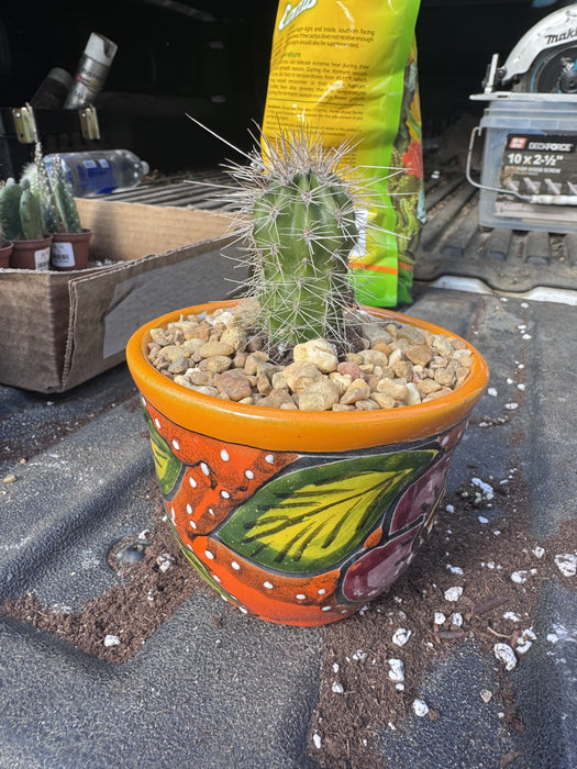 Tiny #2 Planter with Cactus