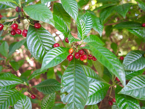 Wild Coffee