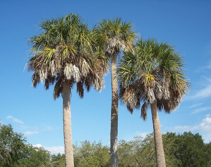 Sabal/Cabbage palm