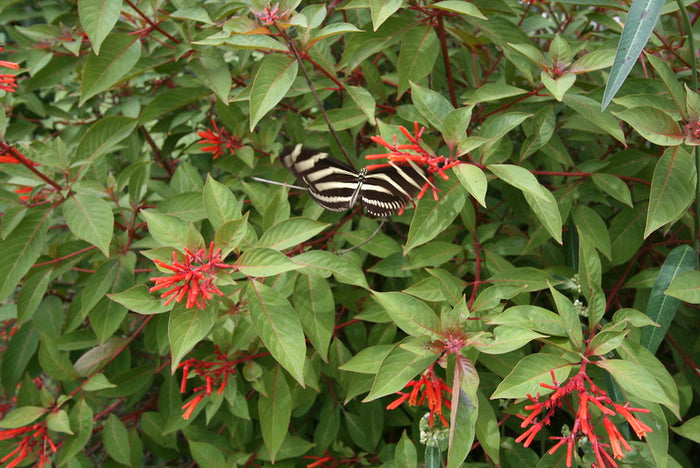 Firebush