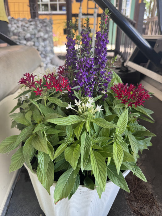 Mixed Annual 12' Pot
