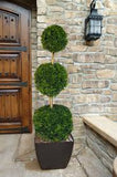 Arborvitae - Thuja - Topiary