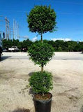 Podocarpus - Topiary