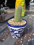 Tiny #3 Planter with Cactus