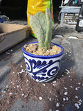 Tiny #3 Planter with Cactus