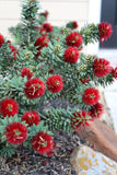 Bottlebrush - 'Better John'