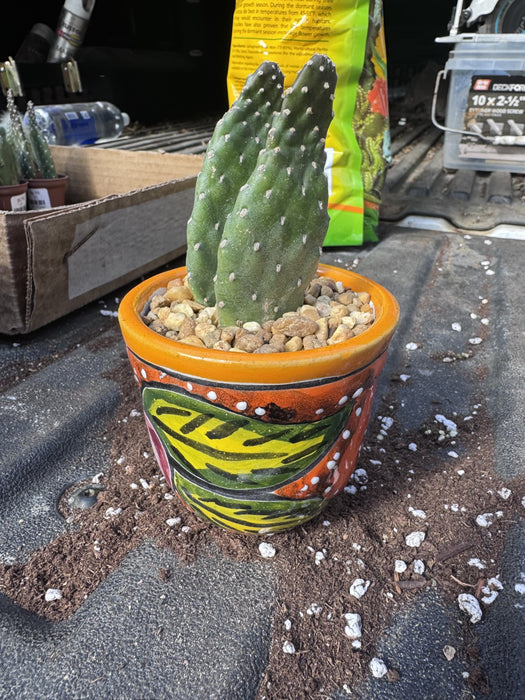 Tiny #3 Planter with Cactus