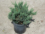 Parson's Juniper