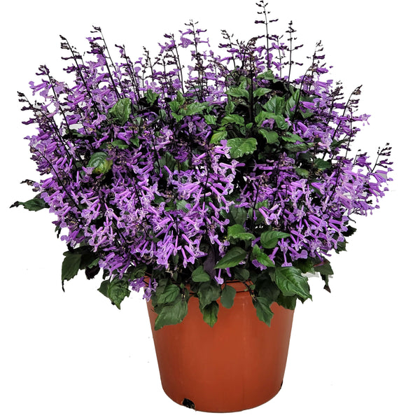 Mona Lavender