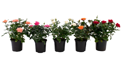 Mini Roses