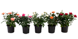 Mini Roses