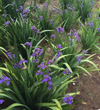 Apostle Iris