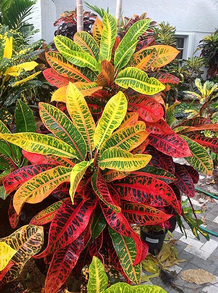 Croton - Congo