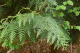 Leyland Cypress