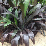 Cordyline - Black Magic