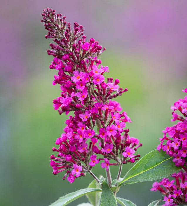 Buddleia - Hot Raspberry