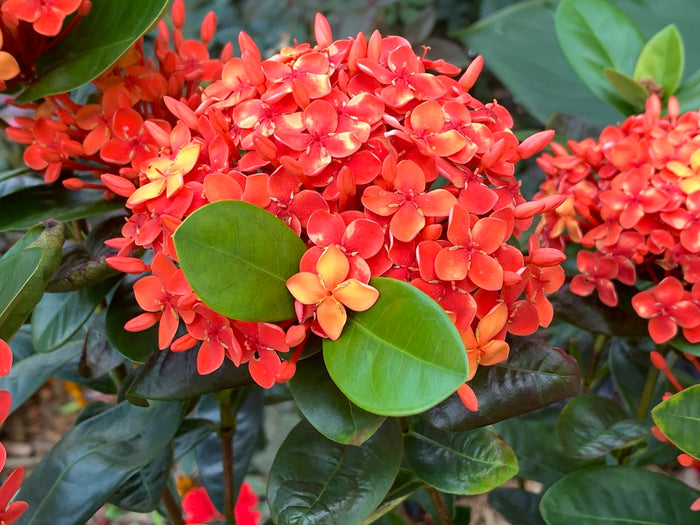 Maui Ixora