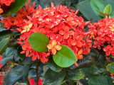 Maui Ixora
