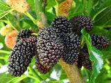 Fruit Mulberry Tree