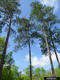 Slash Pine