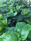 Fiddle Leaf Fig