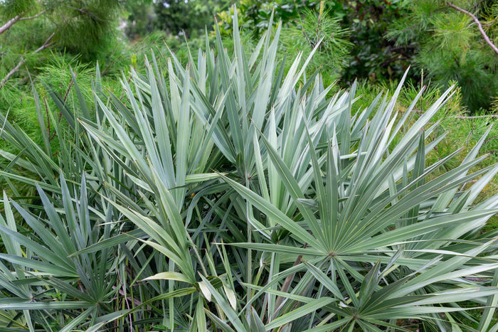Saw Palmetto