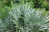 Saw Palmetto