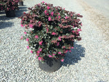 Loropetalum - Ruby