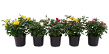 Mini Roses