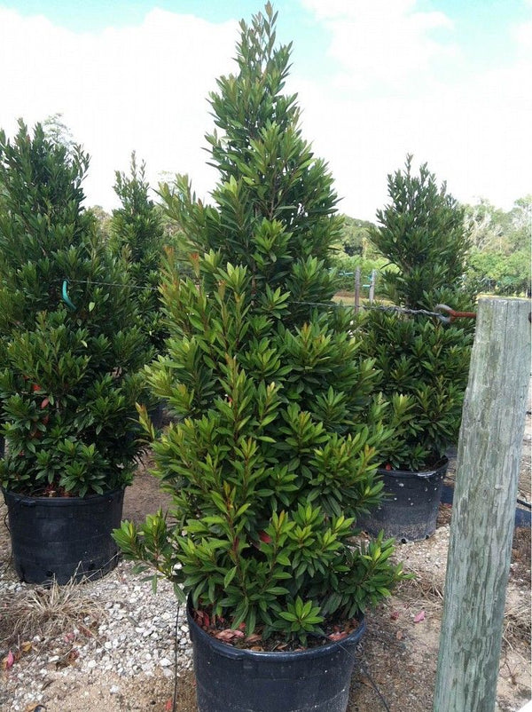 Elaeocarpus Japanese Blueberry