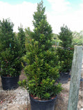 Elaeocarpus Japanese Blueberry