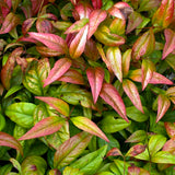 Nandina - Dwarf Compacta