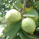 Fruit White Guava