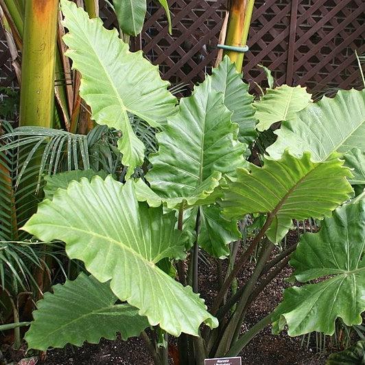 Alocasia Portora