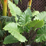 Alocasia Portora