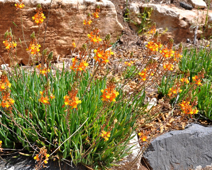Bulbine