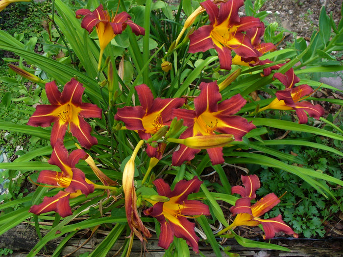 Ming Toy Daylily