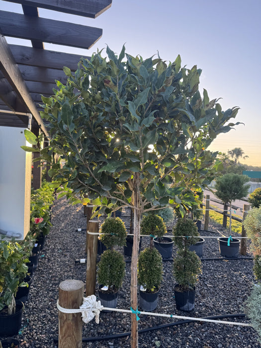 Green Ligustrum Tree - Topiary