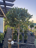 Green Ligustrum Tree - Topiary