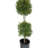 Podocarpus - Topiary
