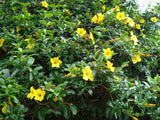 Allamanda