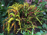 Croton - Dreadlocks