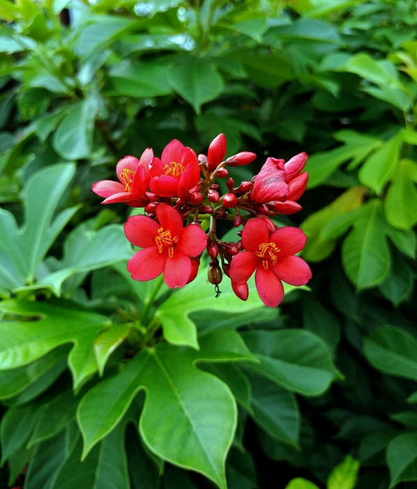 Jatropha