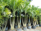 Christmas Palm - Adonidia
