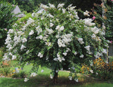 Crape Myrtle - Acoma
