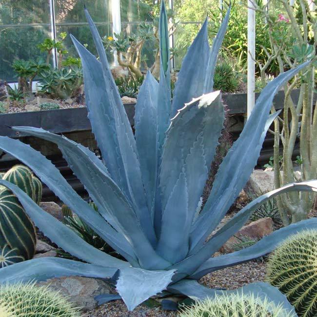 Blue Agave - Century Plant