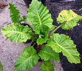 Alocasia Low Rider