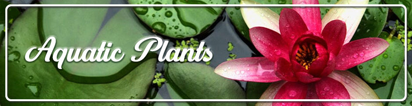 Aquatic Plants